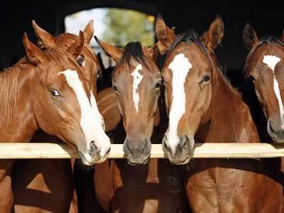 Group of nice thoroughbred fillies standing at the stable door